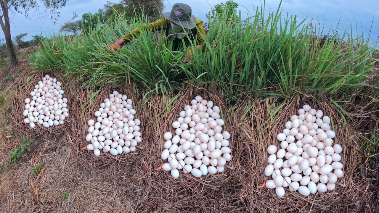 Top full video, A Farmer pick a lot of duck eggs in rice the field pick by hand skills