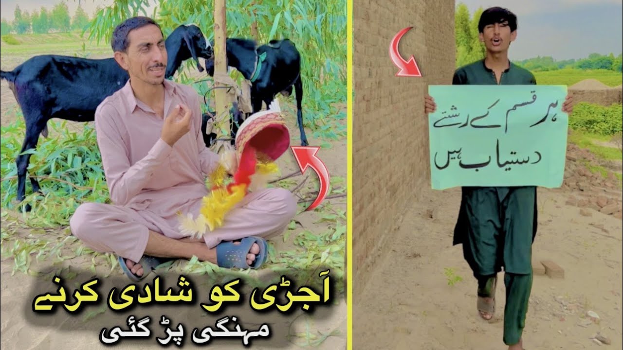 Pagal Charwahay ki shadi