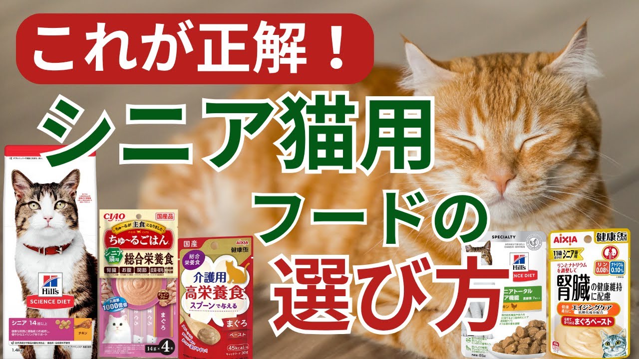 【キャットフード解説】シニア猫用フードの選び方とおすすめ商品を解説します！