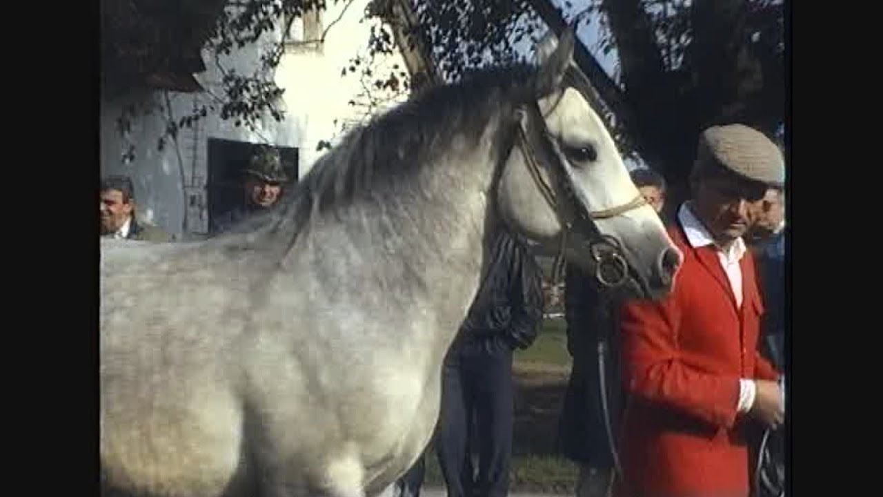 Ocijenjivanje arapskih konja - Višnjica 29.9.1992. video