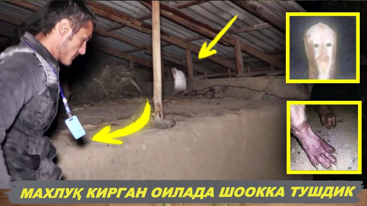 КОСОНСОЙДАГИ МАҲЛУҚ ОДАМ ҲАМ ЖИН ҲАМ ЭМАС, У НИМА! EFFECT.UZ СУРИШТИРУВИ