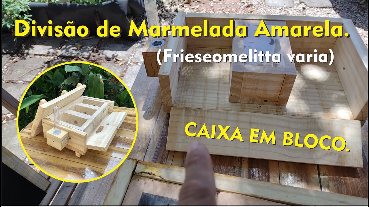 Divisão de Marmelada Amarela por bloco. (Frieseomelitta varia)