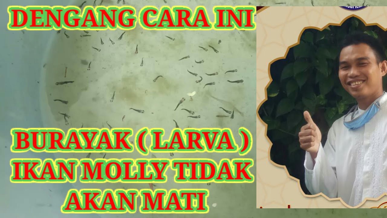 Cara Merawat Burayak atau Larva Ikan Molly dengan benar