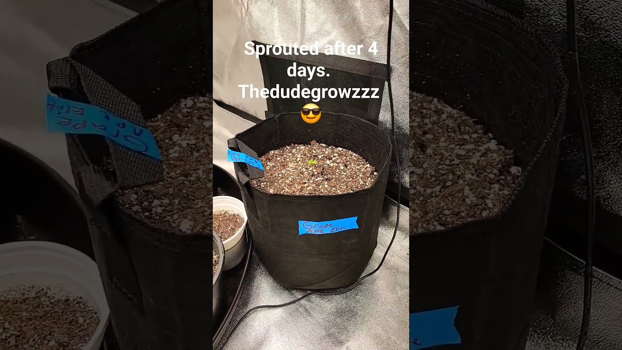 Sprouted after 4 days #dank #education #gardening #flower #howto #diy #weed #marijuana #bud #growit