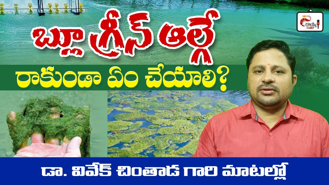 How to control microcystis in aquaculture | Royye raju | Shrimp farming
