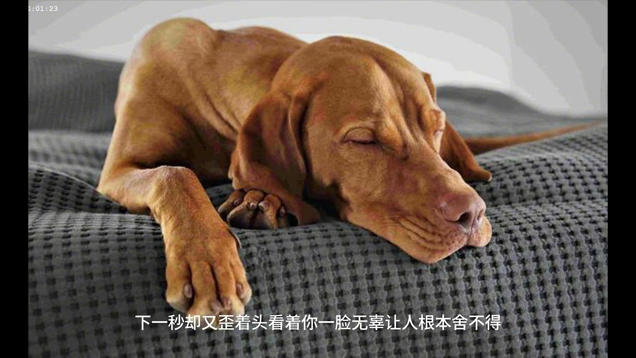 养狗 真的像传说中那么麻烦吗