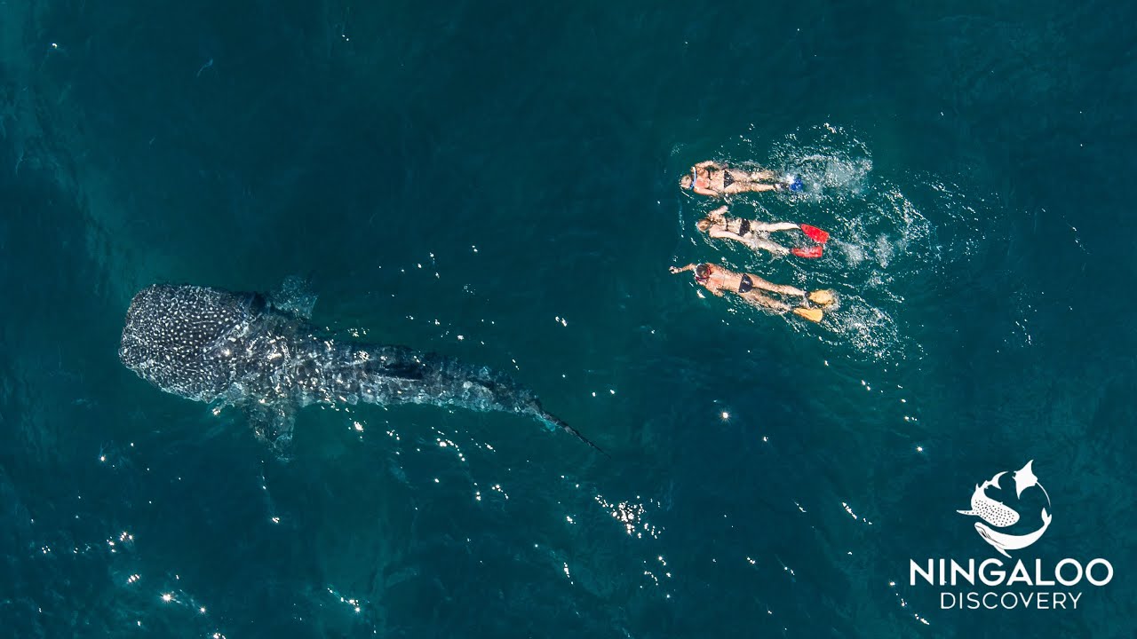 Ningaloo Discovery Whale Shark Swims