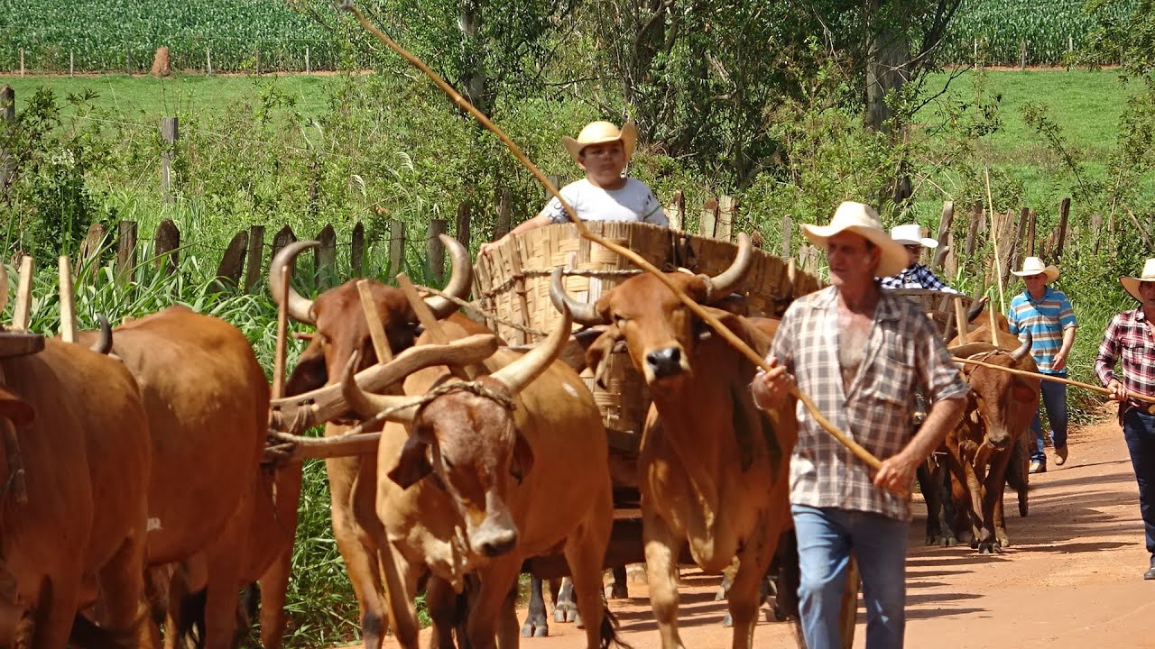 15 ANOS DA EVELYN - CARRO DE BOI