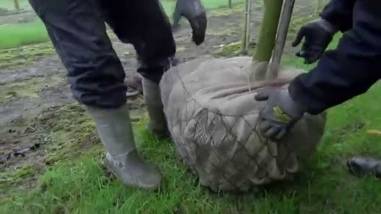 Bomen rooien met kluit bij Loonbedrijf van Kleef