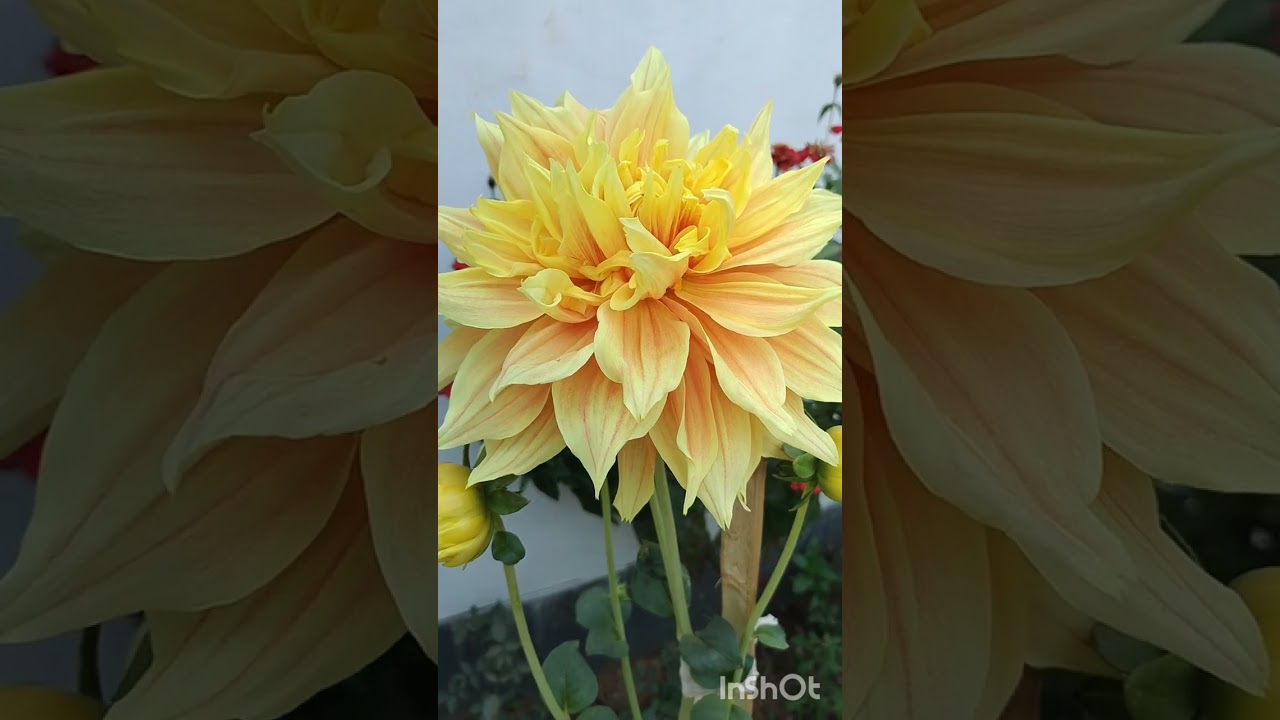 My Small Garden Tour | Flowers, Plants & Peaceful Vibes 🌿