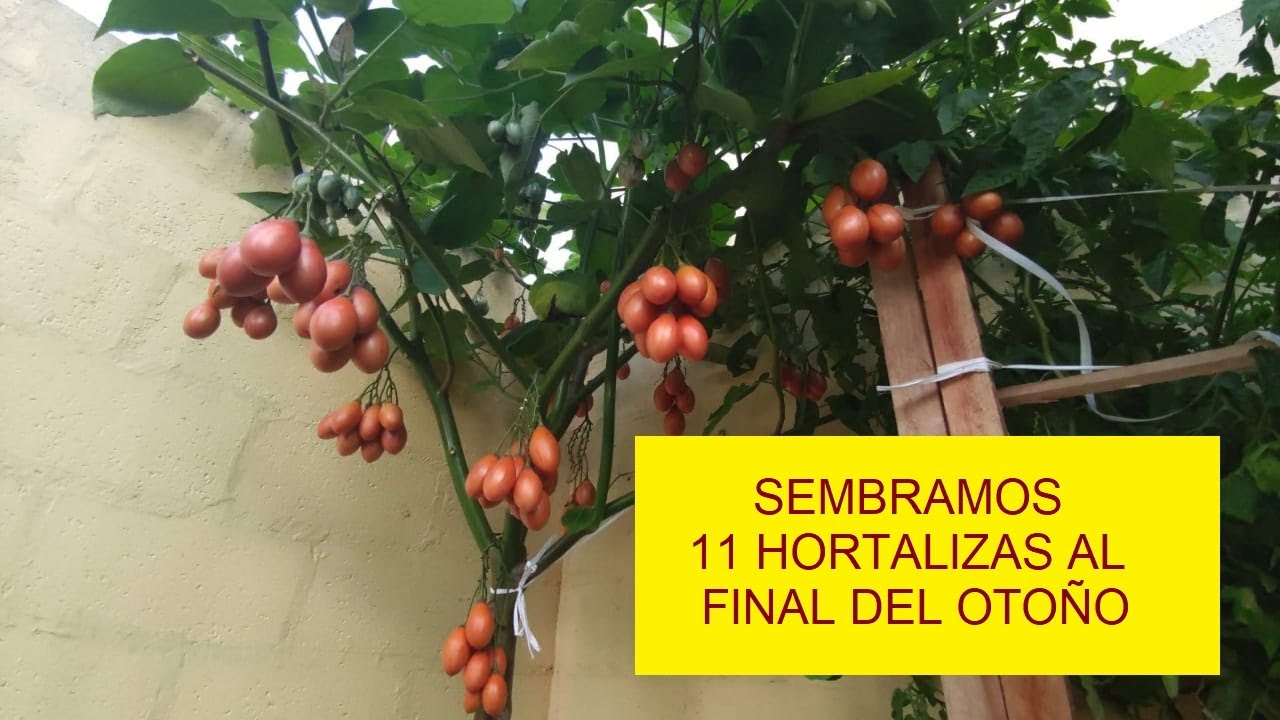 SIEMBRA AL FINAL DEL OTOÑO