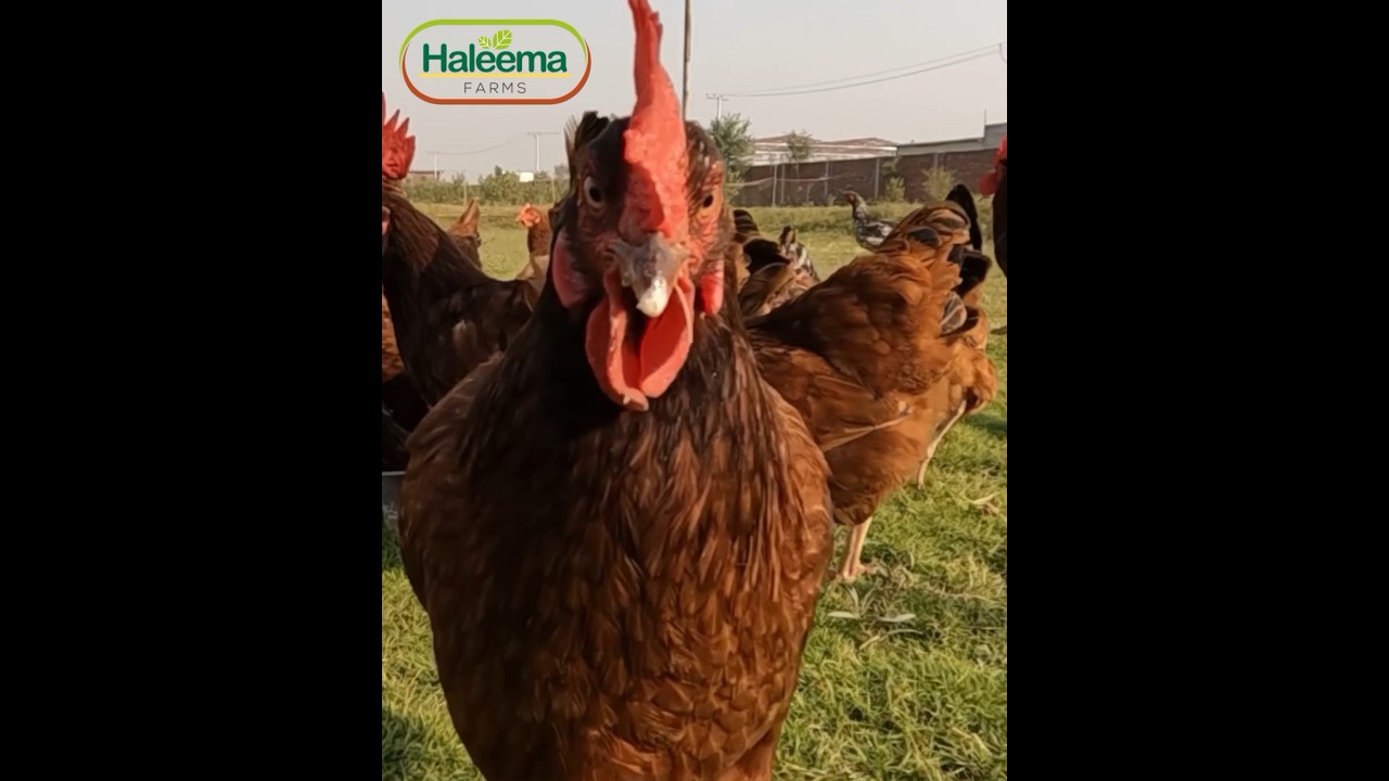 Organic RIR Chicken Farming #organic #chicken #rir #farming