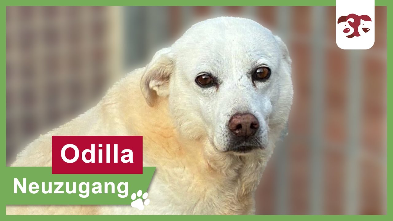 Odilla - Elf Jahre Einsamkeit