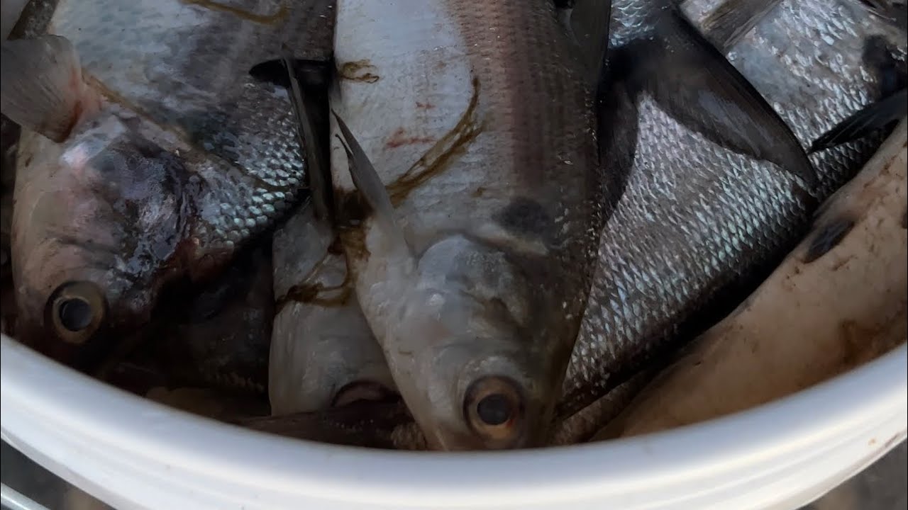 Сбор зимней морской свинки для наживки для сома
