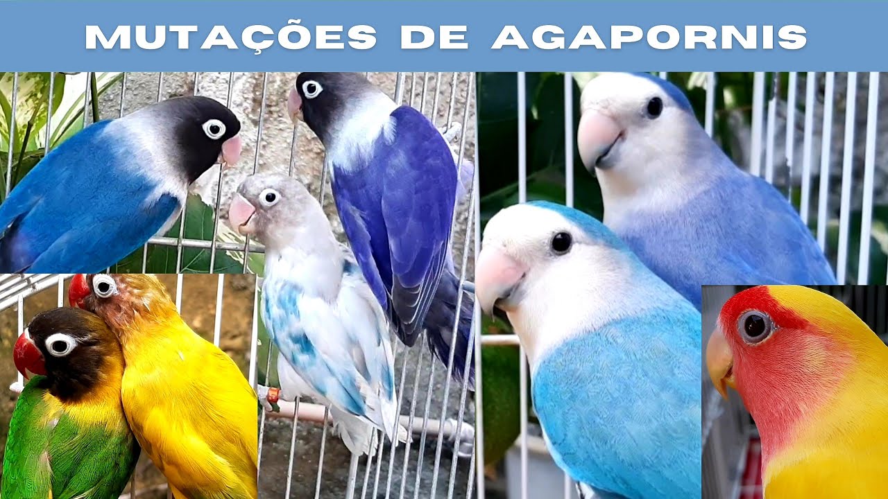 Algumas mutações de agapornis