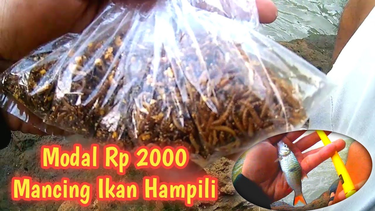 Umpan Murah Mancing Ikan Hampala | Mancing Ikan Hampala Di Kota Solo