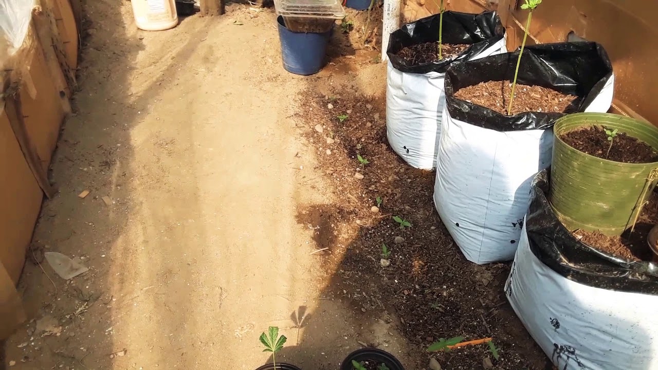 Nuevo Cultivo De Marihuana primer semana