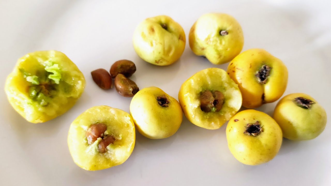 Eating Hawthorn (Crataegus cf tanacetifolia) from Turkish Shop