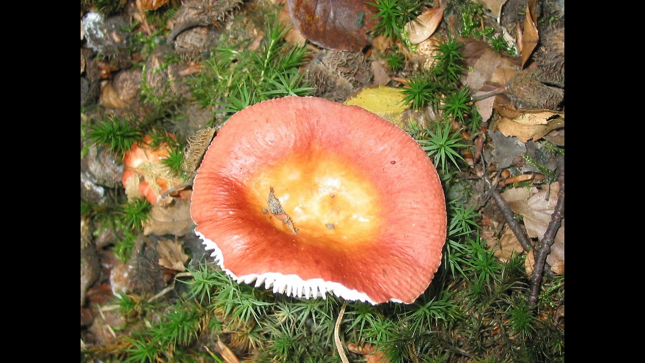 Russula aurora