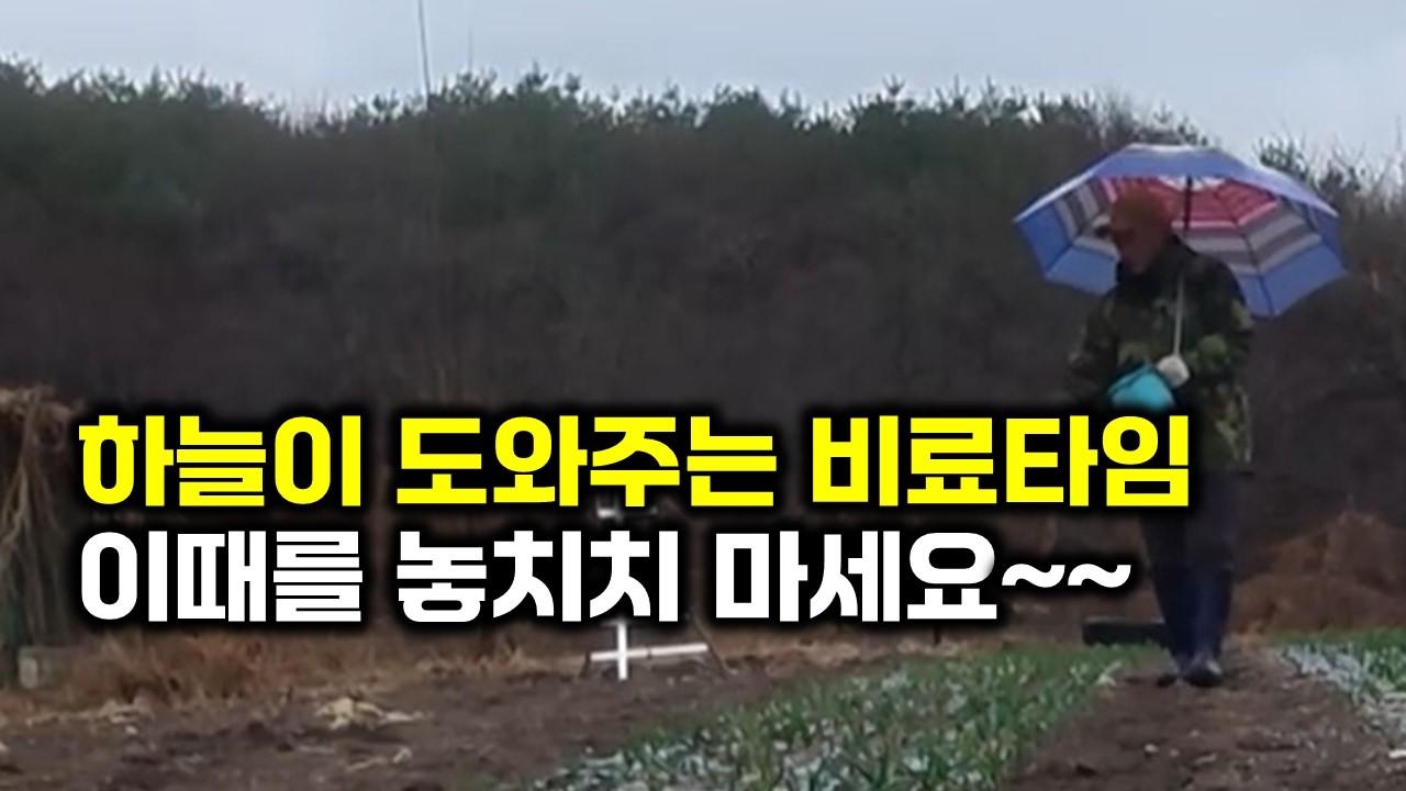 비가 오는 중에 마늘밭에 비료뿌리기. 화목보일러 관리