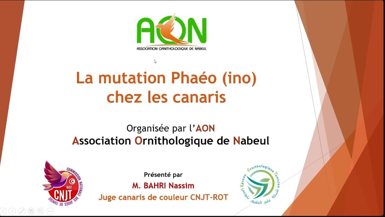 La mutation phaéo (INO) chez les canaris