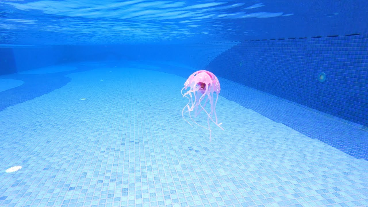 Jellyfish in my Swimming Pool