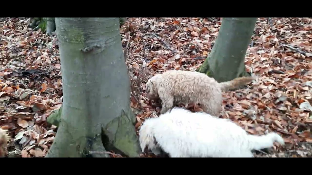 Лов на трюфели - Truffle hunt #2