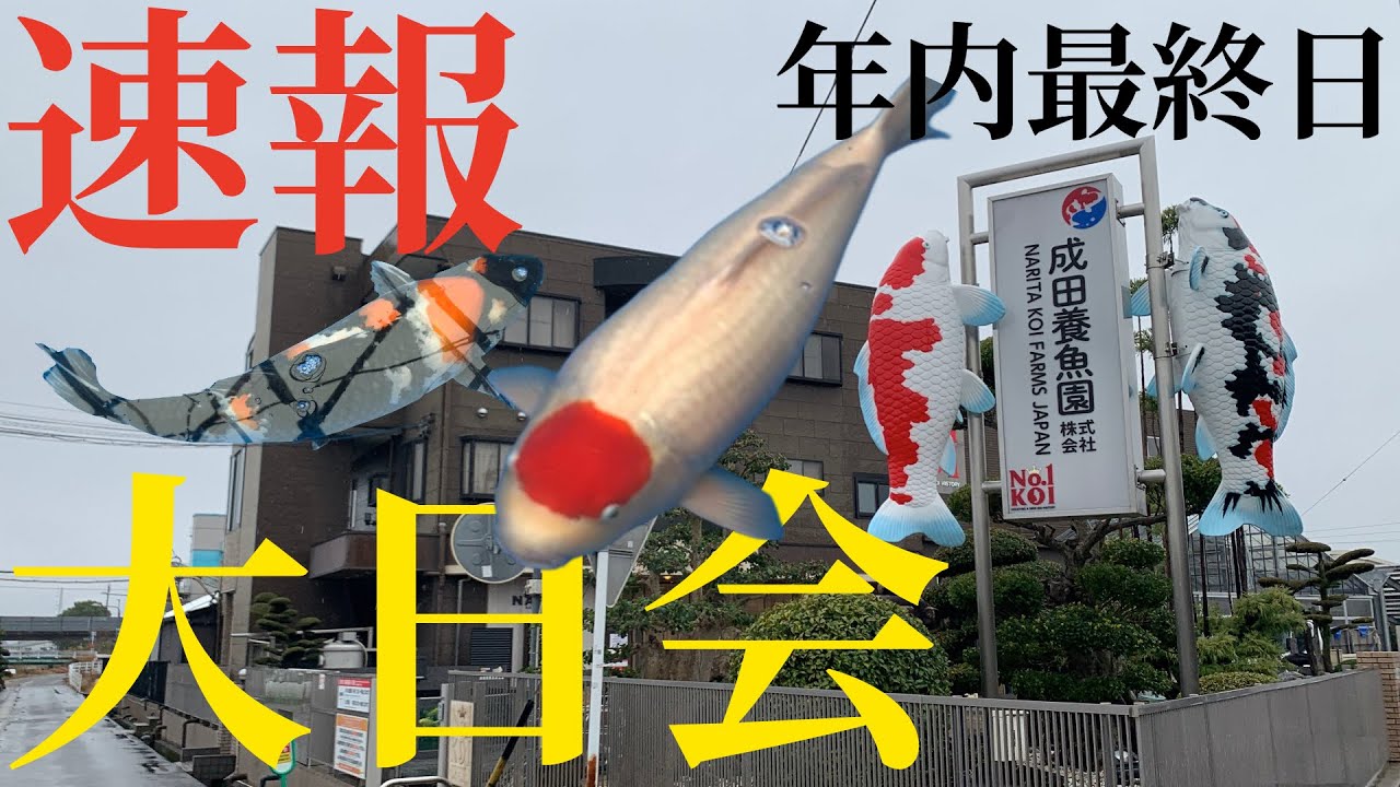 『成田養魚園』の大日会に行ってきた！#koi #koifish #koipond 