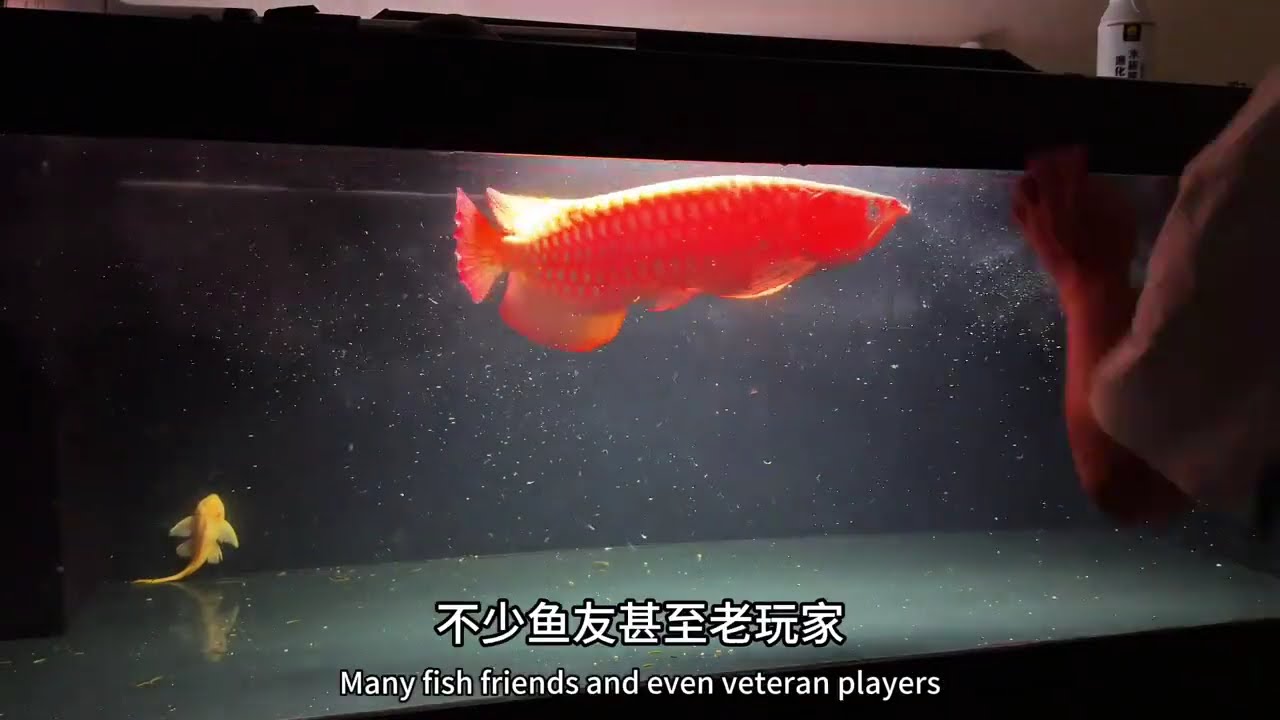 从0养龙鱼第184集（ 换季龙鱼需要驱虫吗）