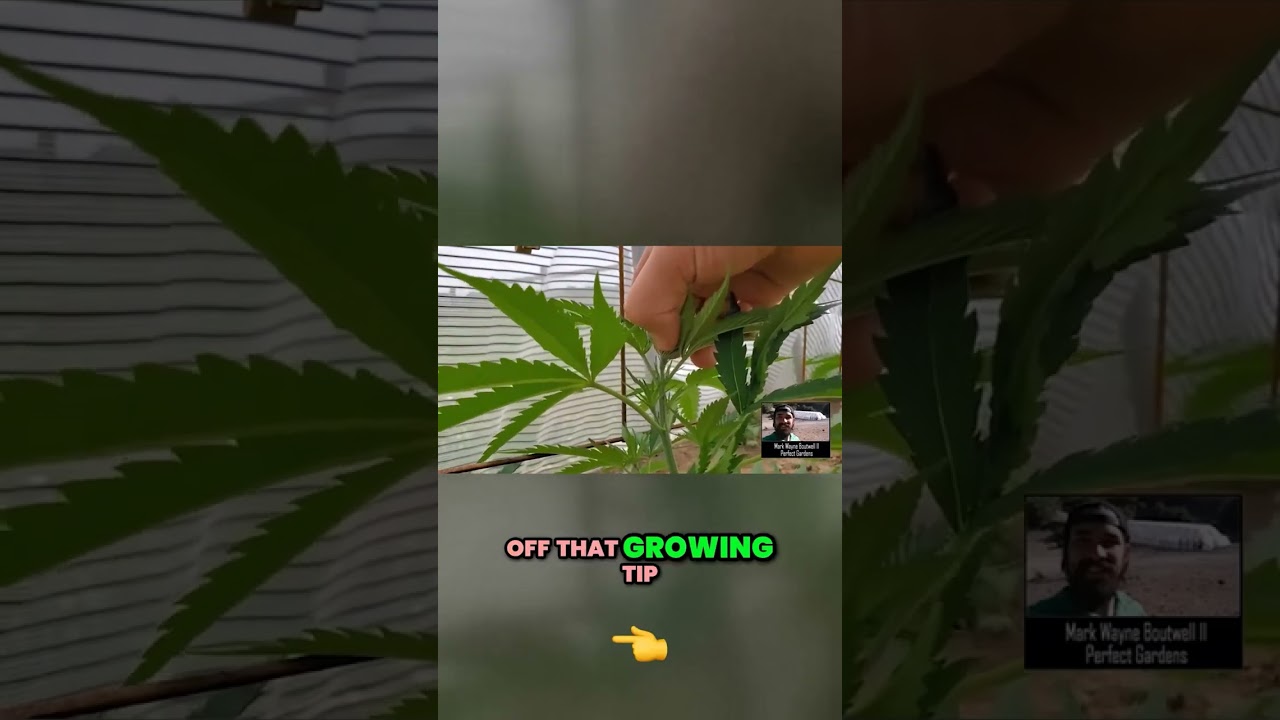 How to Fim a Plant