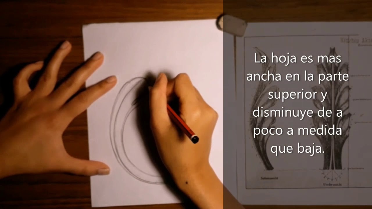 Hoja de acanto. Prof. Milena Scanzi