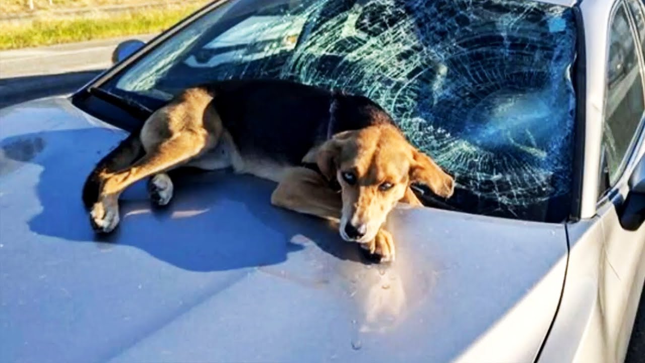 Dog Survives Falling From Overpass Onto Moving Car