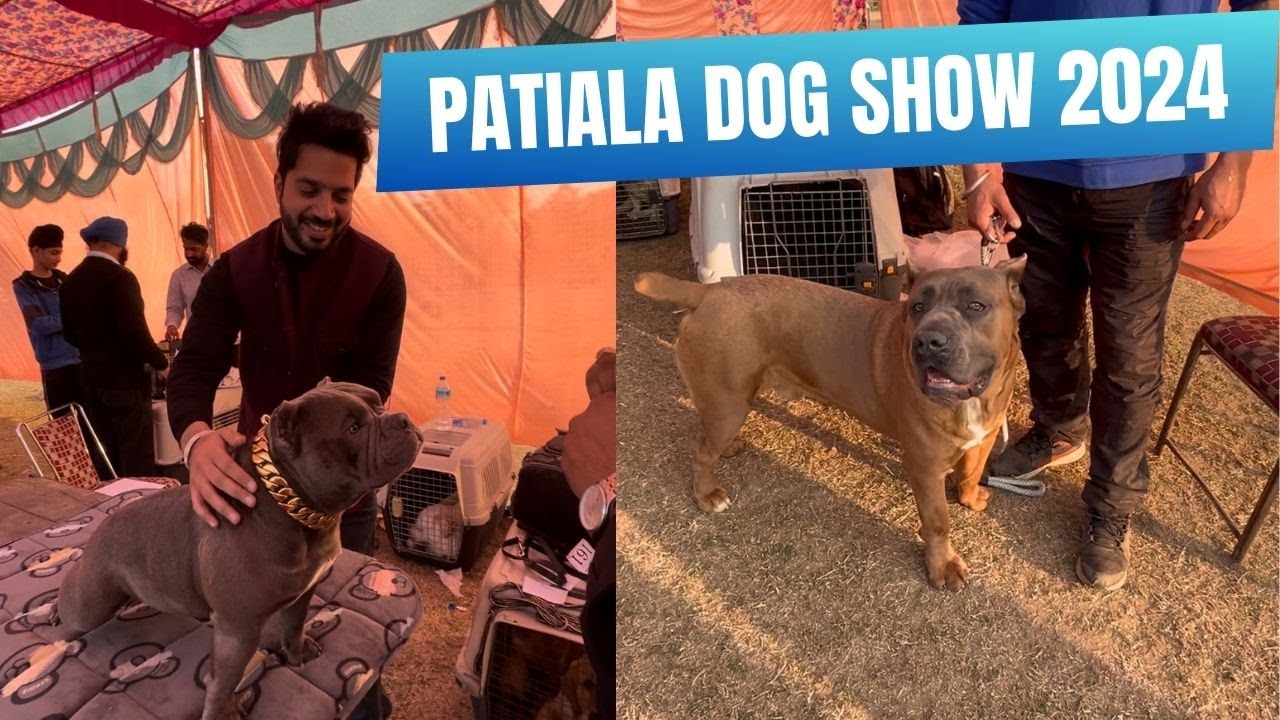 BIGGEST DOG SHOW IN INDIA 2024 | PATIALA DOG SHOW IN PUNJAB