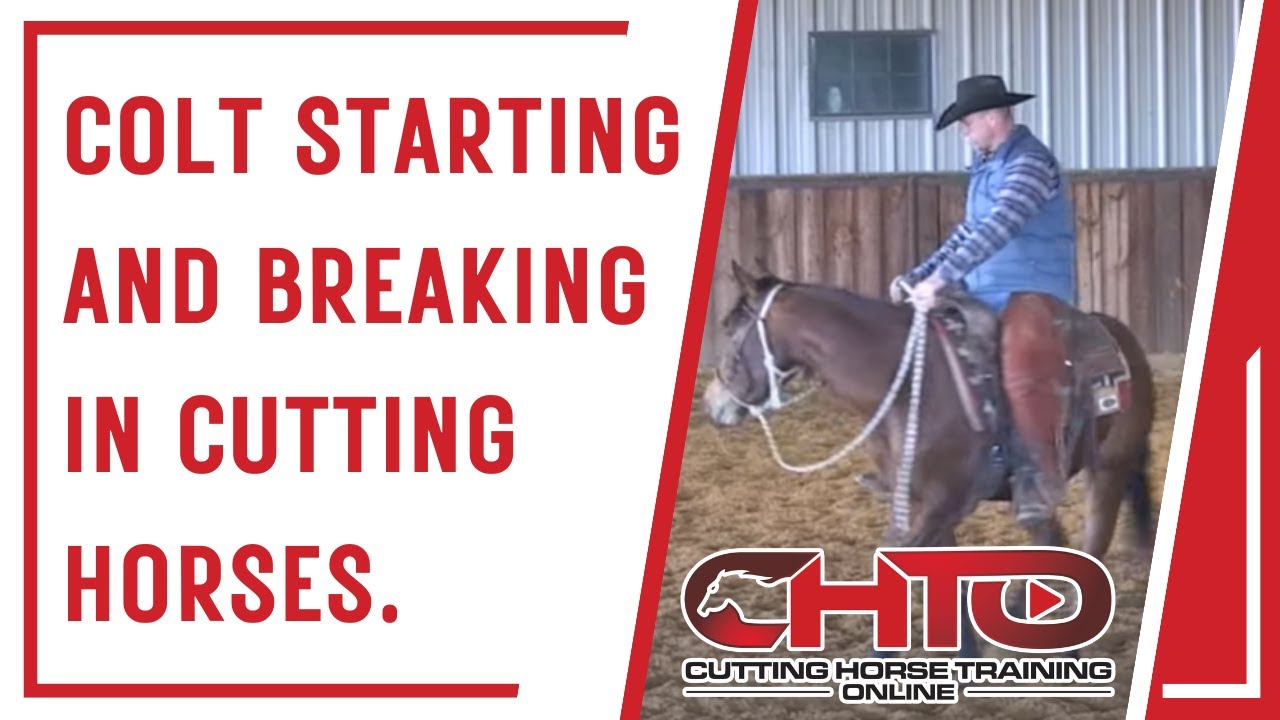 Colt Starting And Breaking In Cutting Horses.