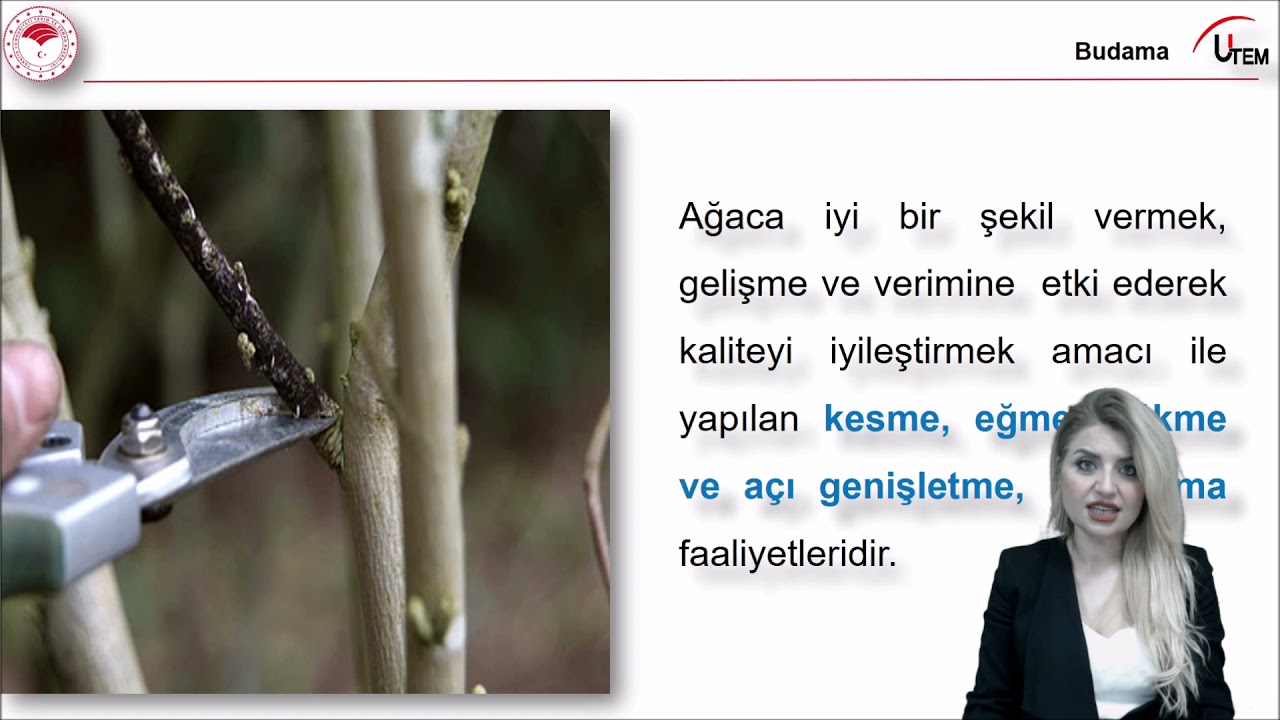 Meyve Ağaçlarında Budama Nedir, Budamanın Genel Amaçları Nelerdir