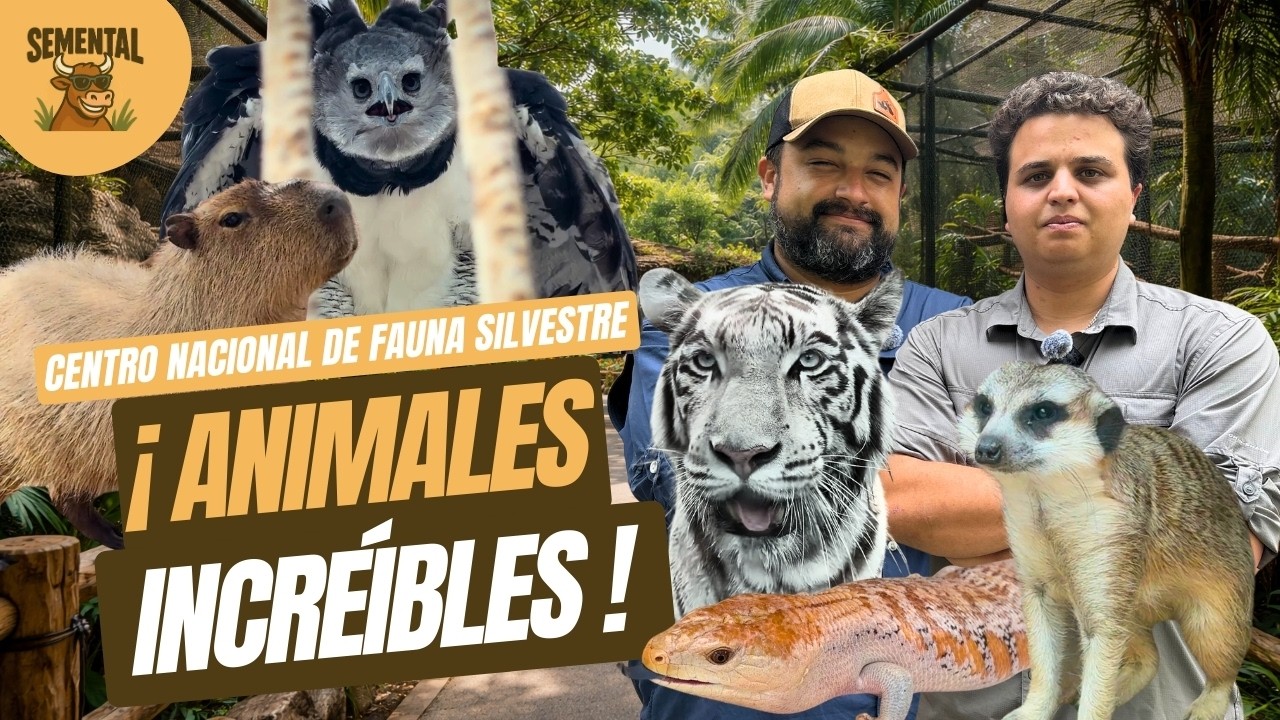 Explorando el Centro Nacional de Fauna Silvestre: Tigres, Serpientes y Más de Cerca | SEMENTAL TV