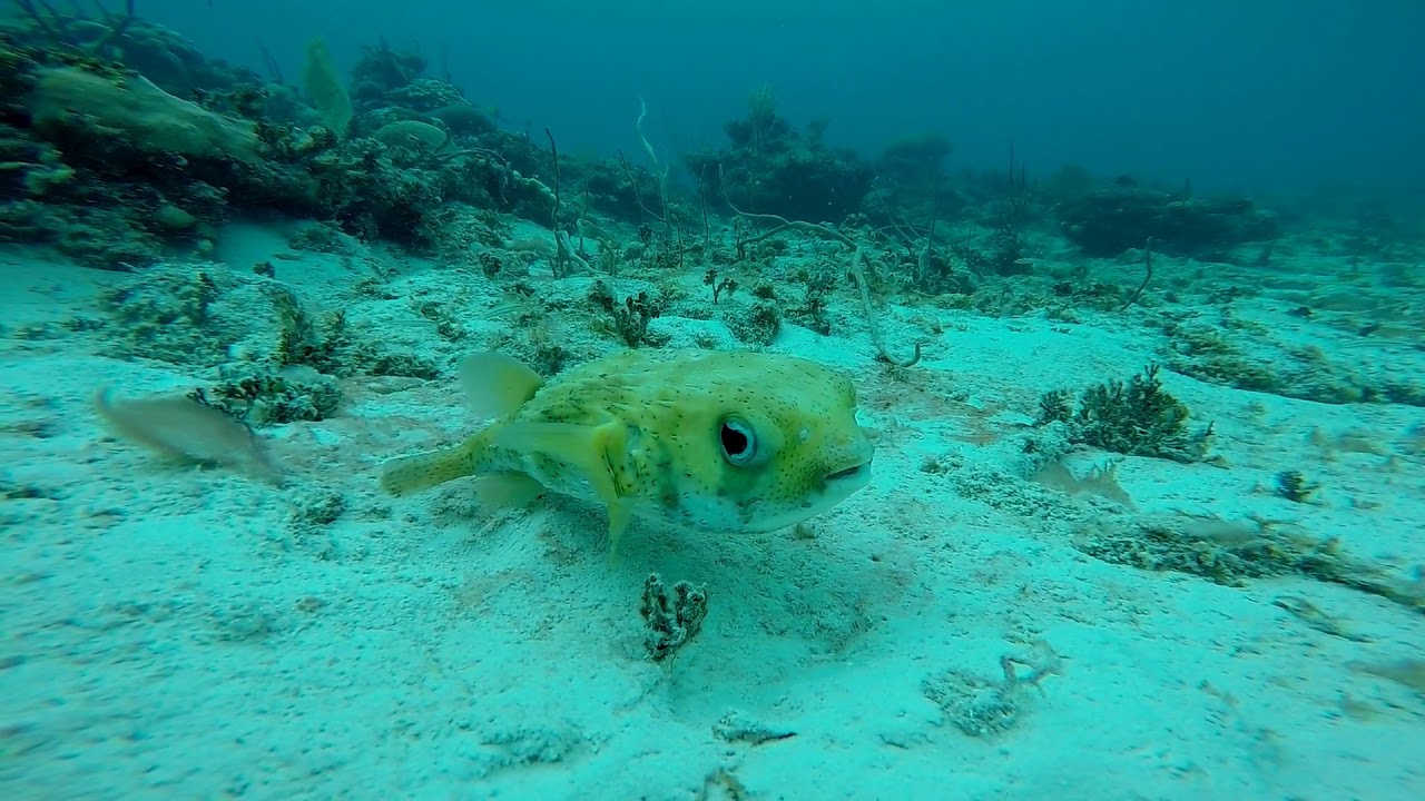 Apnea Cuba María la Gorda Guanahacabibes La Bajada