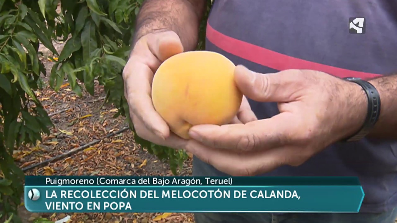 Así se recoge el Melocotón de Calanda