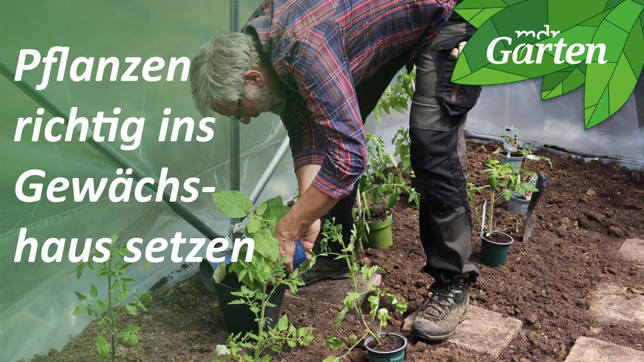 Pflanzen im Gewächshaus richtig setzen, lüften und gießen | MDR Garten