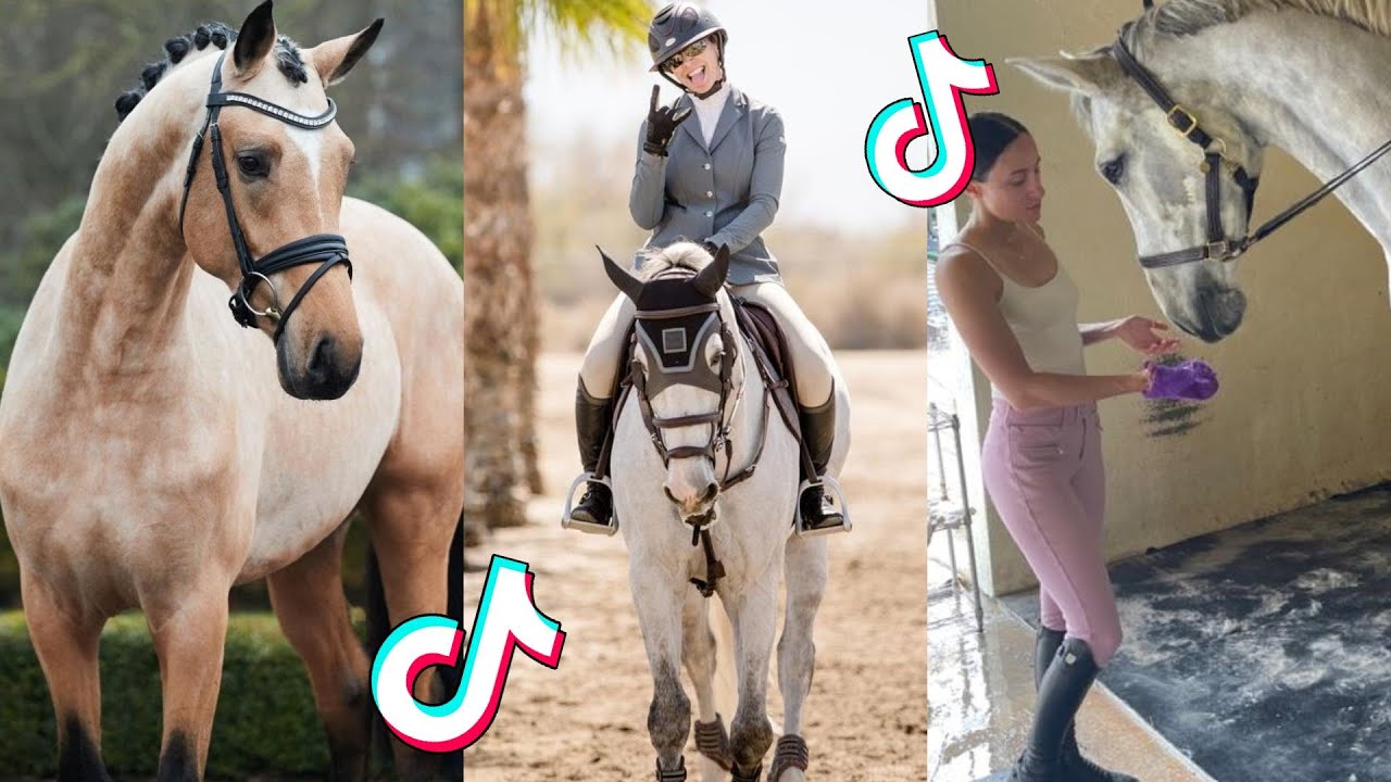1 HOUR Of Reletable HORSE TikTok Compilation 
