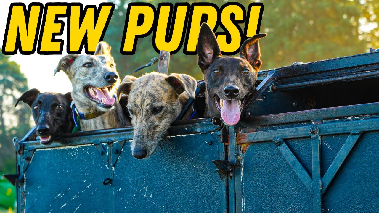Coyote Dog Training That Actually Works