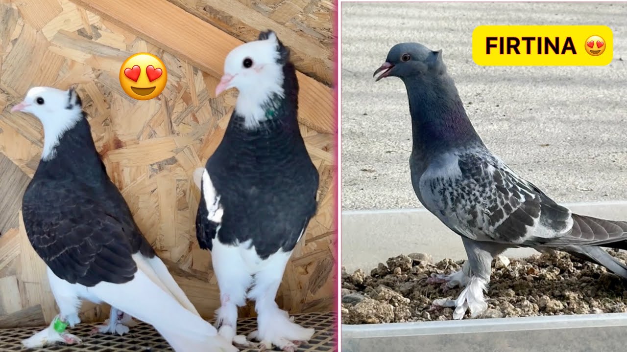 DELİ FIRTINA DURDURULAMIYOR ! 💯 KUŞLAR İKİLİ UÇUMDA SİNEK OLDU 🕊️ Taklacı Güvercin Oyunkuşu