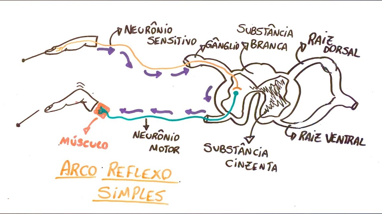 Reflexo medular (arco reflexo) - Resumo Professor Gustavo