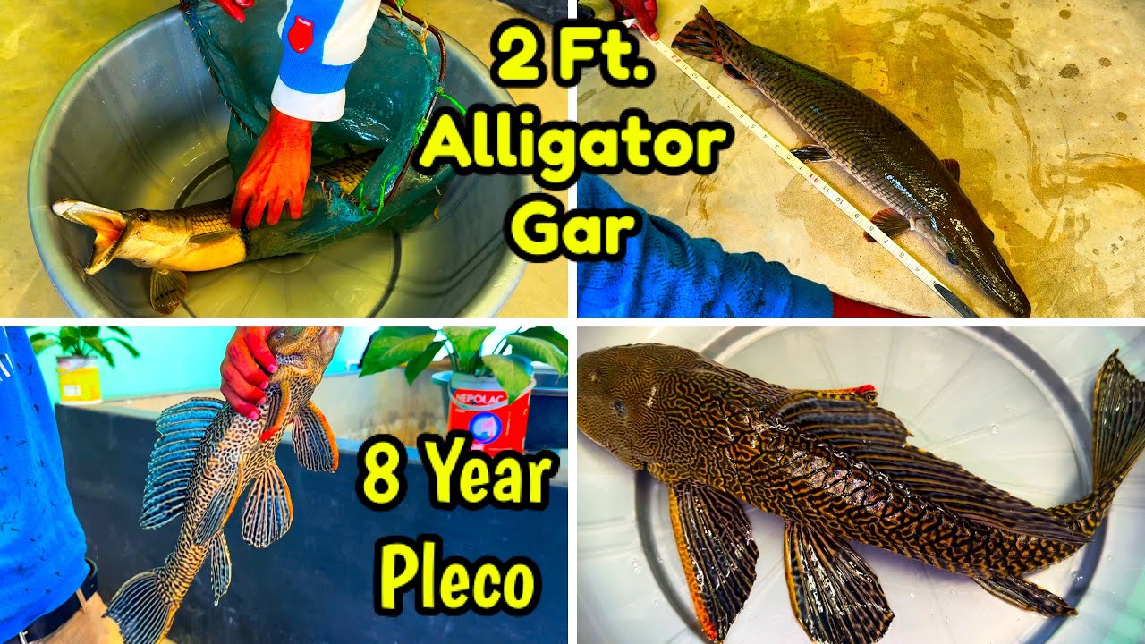 2 Ft. Plus Alligator Gar😳 In Sarkar Aqua Farm Boitamari | Assam's Most Amazing Fish Farm