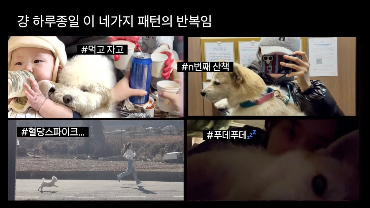 내가 또 먹을 수 있을까? vs 산책 갈래? 근데 네 번째임 | 같은 시간, 각각 시골과 도시에서 보내는 서로 다른 설날 연휴 브이로그 ☀️🎶