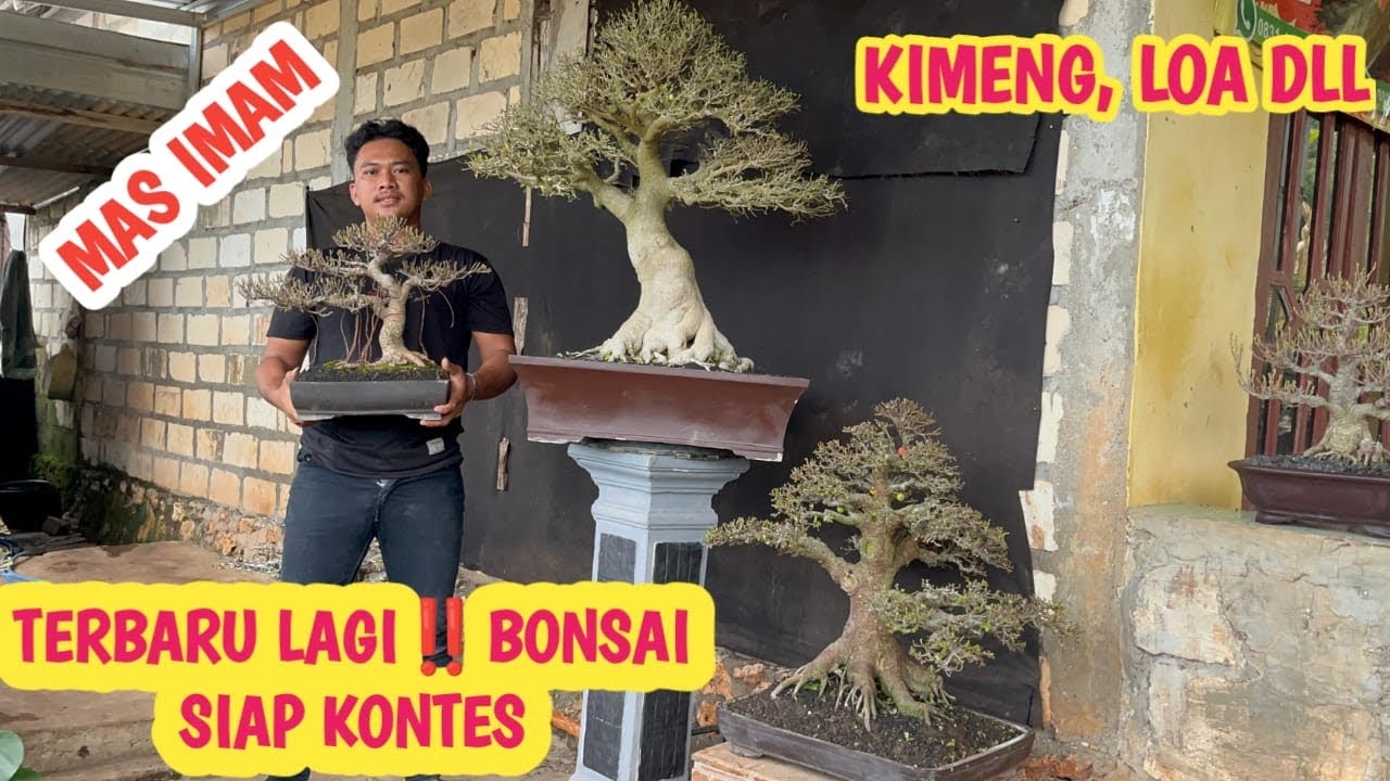 READY LAGI‼️BONSAI SPEK” KONTES , KIMENG ,SERUT,LOA DLL📞 O831-1142-7220 @JeckpaeyBonsai91 