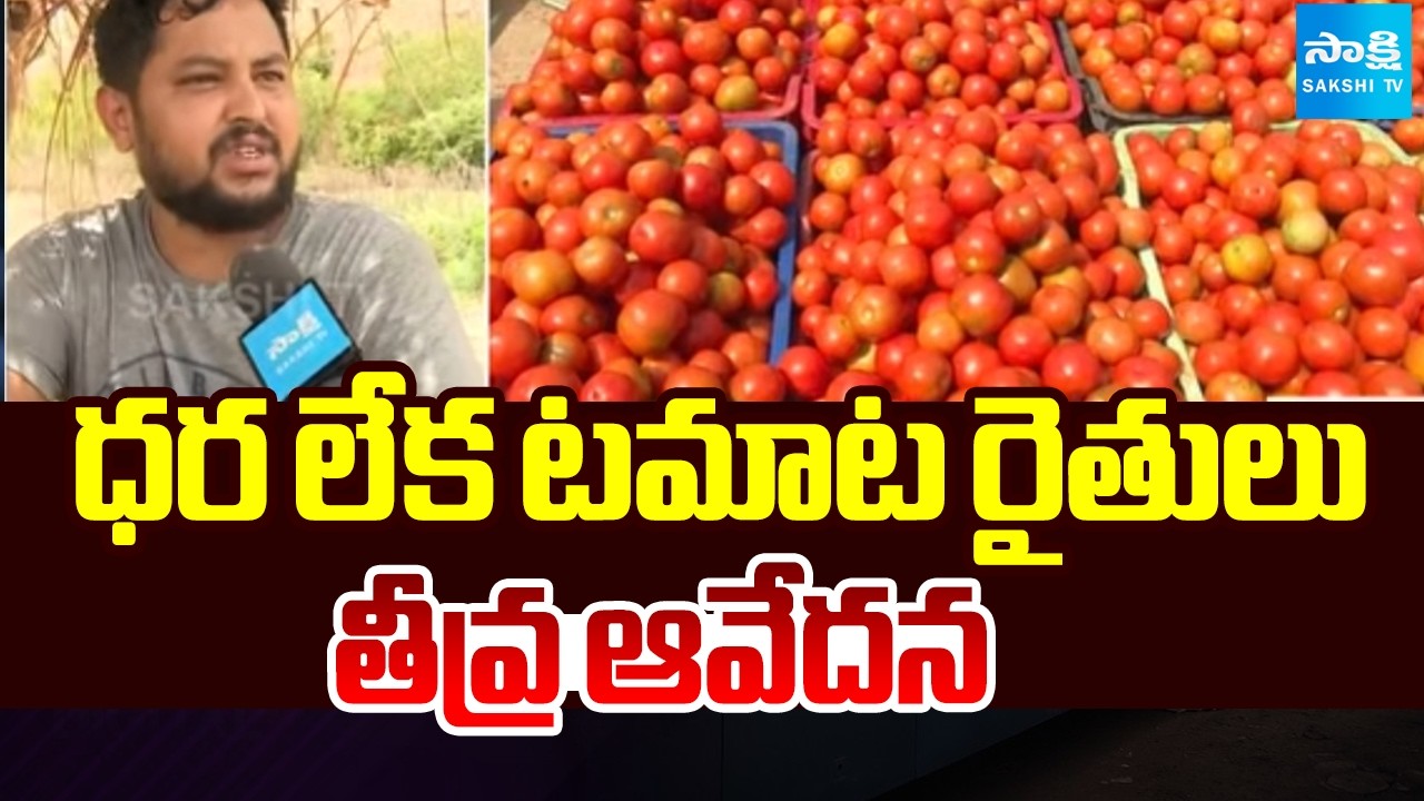 ధర లేక టమాట రైతులు తీవ్ర ఆవేదన | Tomato Farmers Problems With El Nino Effect | Sakshi TV