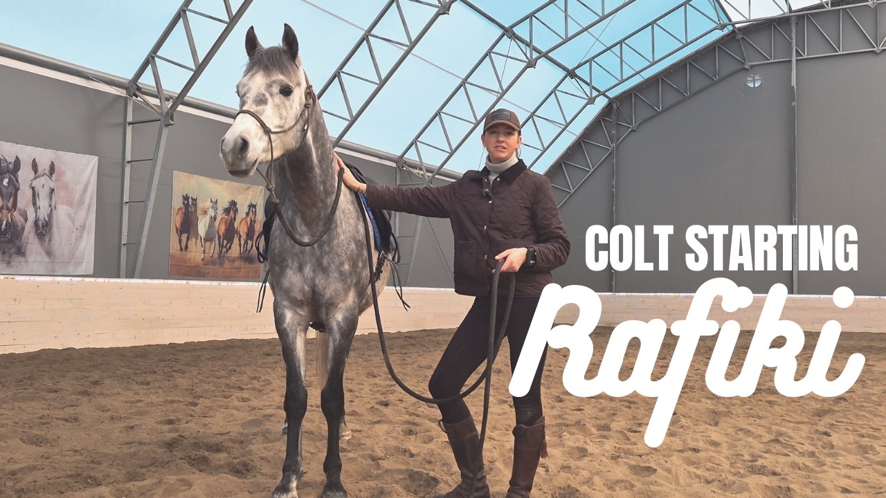 COLT STARTING ARAB HORSE RAFIKI