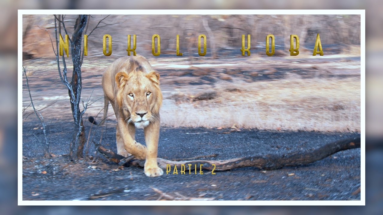 Sénégal - Niokolo Koba: Place au roi! Le lion de la Teranga