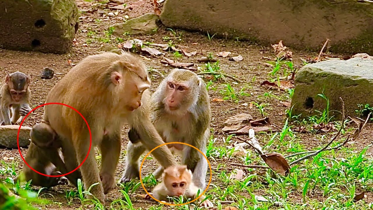 ARUNA And Anita mom go to help Baby Robin..!!